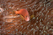 Pink anemonefish / Pink skunk clownfish (Amphiprion perideraion) on Sea anemone, Maldives, Indian Ocean.