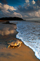 Olive / Pacific ridley sea turtle (Lepidochelys olivacea) female returning to the sea after laying eggs, Cayenne, French Guiana, July.