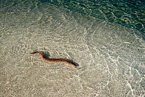 Whitemouth moray eel (Gymnothorax meleagris) swimming in shallow water, Maldives, Indian Ocean.