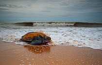 Leatherback turtle (Dermochelys coriacea) female returning to the sea after egg laying, Cayenne, French Guiana.
