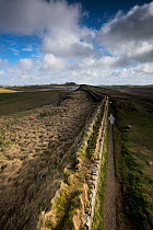 Elevated view along Hadrian's Wall. The wall is constructed on The Whin Sill, a layer of hard intrusive, volcanic Dolerite. Between Steel Rigg and Houseteads, Northumberland, England, UK, March 2017.