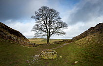 Sycamore (Acer pseudoplatanus) in Sycamore Gap, Hadrian's Wall. The wall is constructed on The Whin Sill, a layer of hard intrusive, volcanic Dolerite. Between Steel Rigg and Houseteads, Northumberlan...