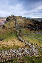 Hadrian's Wall at Sycamore Gap between Steel Rigg and Housesteads on The Whin Sill, a layer of hard intrusive, volcanic Dolerite naturally forming high ground, Northumberland, England, UK, March 2017.