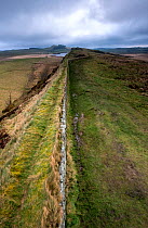 Hadrian's Wall between Steel Rigg and Housesteads on The Whin Sill, a layer of hard intrusive, volcanic Dolerite naturally forming high ground, Northumberland, England, UK, March 2017.