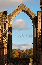 Archway at Fountains Abbey framing a flock of birds that were disturbed by a Peregrine falcon, Ripon, Yorkshire, England, UK, November 2016.