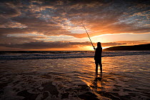 Angler fishing at dusk in sea surf. Bass (Dicentrarchus labrax) are often caught as they hunt for food churned up by waves, Porth Ceiriad, Pwllheli, Gwynedd, Wales, UK, December 2016.