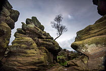 Rock formations at Brimham Rocks created by variable erosion of soft and hard layers of carboniferous age millstone grit, Harrogate, Yorkshire, England, UK, October 2016.