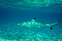 Blacktip reef shark (Carcharhinus melanopterus) juvenile in shallow water, Maldives, Indian Ocean.