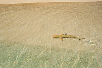 Blacktip reef shark (Carcharhinus melanopterus) juvenile in shallow water with track of movement in sand, Maldives, Indian Ocean.