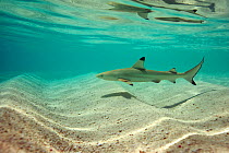 Blacktip reef shark (Carcharhinus melanopterus) swimming in shallow water, Maldives, Indian Ocean.