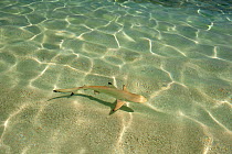 Blacktip reef shark (Carcharhinus melanopterus) juvenile swimming  over sand seabed along shoreline in shallow water, Maldives, Indian Ocean.