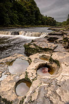 Potholes in carboniferous limestone beds, created by small pebbles in eddy currents eroding rock when River Ure is in spate, Lower Aysgarth Falls, Leyburn, Yorkshire, England, UK, October 2016.