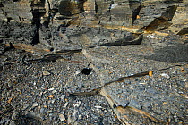 Exposure of Kimmeridge claystone, a hydrocarbon source rock. Rock with multi direction minor jointing and thin bedding, Kimmeridge, Dorset, England, UK.