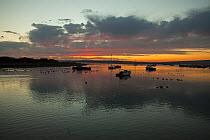 Dawn over Keyhaven Harbour Hampshire and Isle of Wight Wildlife Trust Reserve, Keyhaven, Hampshire, England, UK, December.