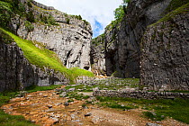 Gordale Scar limestone ravine near Malham Yorkshire Dales National Park, Yorkshire, England, UK, July.