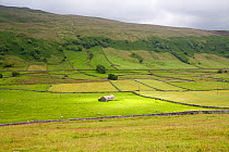 Old stone barns and meadows near Halton Gill, Littondale, Yorkshire Dales National Park, Yorkshire, England, UK, July 2016