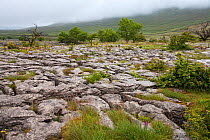 Southerscales Scar, Yorkshire Wildlife Trust Reserve, near Chapel-le-Dale, Yorkshire Dales National Park, Yorkshire, England, UK, July.