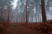 Scots pine (Pinus sylvestris) woodland in early morning mist, Roydon Woods Hampshire and Isle of Wight Wildlife Trust Reserve, near Romsey, New Forest National Park, Hampshire, England, UK, October.