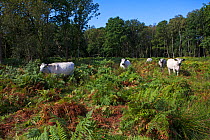White park cattle amongst Bracken (Pteridium aquilinum) Hook Common Hampshire and Isle of Wight Wildlife Trust Reserve, near Hook, Hampshire, England, UK, August.