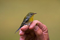 Northern parula (Setophaga americana) in the hand after ringing, Shore Road, Grand Manan Island, Canada, August.
