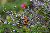 Nelson's sparrow (Ammodramus nelsoni) juvenile perched on a dead twig of Japanese rose (Rosa rugosa) Castalia Marsh, Grand Manan Island, Canada, August.