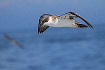 Great shearwater (Puffinus gravis) in flight over the sea, Grand Manan Island, Bay of Fundy, Canada, August.