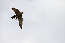 Eurasian hobby (Falco subbuteo) in flight over Broomy Pond with Barn swallow (Hirundo rustica) prey, New Forest National Park, Hampshire, England, UK, July.