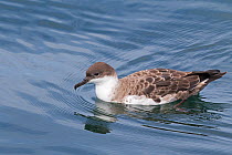 Great shearwater (Puffinus gravis) resting on the sea near Grand Manan Island, Bay of Fundy, Canada, August.