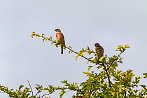Common linnet (Carduelis cannabina) pair perched in Hawthorn (Crataegus monogyna) Broughton Down Hampshire and Isle of Wight Wildlife Trust Reserve, Broughton, Hampshire. England, UK August.