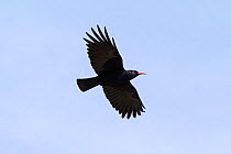 Red-billed chough (Pyrrhocorax pyrrhocorax) in flight, South Stack Cliffs RSPB Reserve, Holyhead, Anglesey, Wales, UK, April.