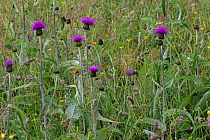 Melancholy thistle (Cirsium helenioides) in wildflower meadow, Askrigg Bottoms, near Askrigg, Yorkshire Dales National Park Yorkshire, England, UK, July.