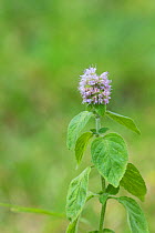Water mint (Mentha aquatica) in damp heathland, Bartley Heath Hampshire and Isle of Wight Wildlife Trust Reserve, near Hook, Hampshire, England, UK, August 2016.