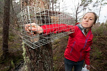 Becky Priestley, Wildlife Officer with Trees for Life, preparing cage trap to catch red squirrels as part of their reintroduction to the north west Highlands, Moray, Scotland.