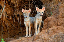 Indian jackal (Canis aureus indicus) pups, Bandhavgarh National Park, India.