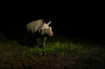 Indian rhinoceros (Rhinoceros unicornis) Rajiv Gandhi Orang National Park, Assam, India, February.