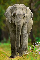 Indian elephant (Elephas maximus) Rajiv Gandhi Orang National Park, Assam, India, February.