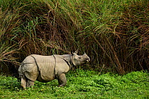 Indian rhinoceros (Rhinoceros unicornis) Rajiv Gandhi Orang National Park, Assam, India, February.