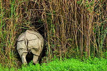 Indian rhinoceros (Rhinoceros unicornis) rear view, Rajiv Gandhi Orang National Park, Assam, India, February.
