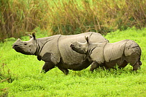 Indian rhinoceros (Rhinoceros unicornis) mother and young. Rajiv Gandhi Orang National Park, Assam, India, February.
