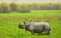 Indian rhinoceros (Rhinoceros unicornis)  with Mynah birds  (Acridotheres sp) perched on back,  Rajiv Gandhi Orang National Park, Assam, India, February.