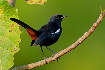 Indian robin (Copsychus fulicatus) Sinhudurg, Maharashtra, India.