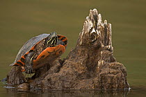 Northern red-bellied turtle (Pseudemys rubriventris) basking, Maryland, USA, April.