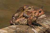 American toads (Anaxyrus americanus) mating pair in amplexus, Maryland, USA, April.