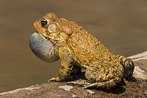 American toad (Anaxyrus americanus) male calling, vocal sac inflated, to attract females, Maryland, USA. April.