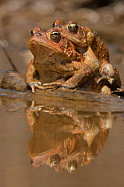 American toads (Anaxyrus americanus) mating pair in amplexus, Maryland, USA. April.