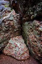 Leesburg limstone conglomerate, sedimentary rock, Frederick county, Maryland, USA. January.