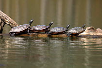 Northern red-bellied turtles (Pseudemys rubriventris) basking, Maryland, USA.