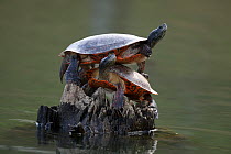 Northern red-bellied turtles (Pseudemys rubriventris) basking, Maryland, USA.