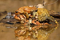 American toads (Anaxyrus americanus) several males attempting to mate with a single female, Maryland, USA. April.