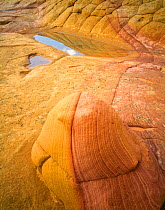 Petrified sand dunes at sunrise with rain-filled 'pot holes' and banded sandstone in foreground. Vermilion Cliffs National Monument,Paria Canyon-Vermilion Cliffs Wilderness, Arizona, USA.